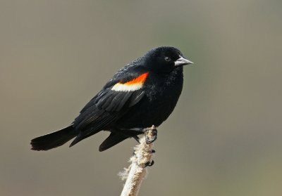 Red-winged Blackbird- great meadows. May 2011
