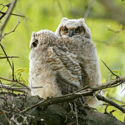 Great Horned Owl babies, 5/14/11