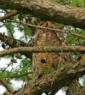 Great horned owl hiding in the tree