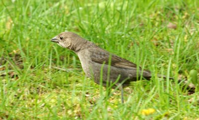 Female Brown- headed Cow bird