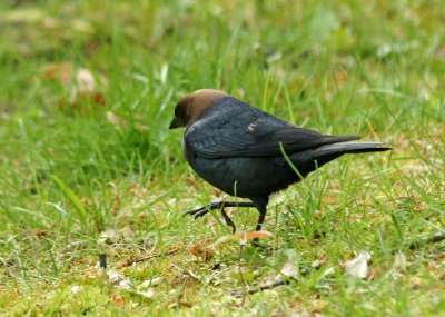 Male Brown-headed  Cow bird