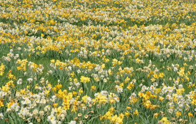 Tower hill 4/11 Field of daffodils