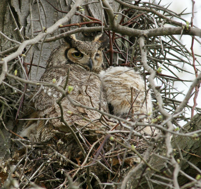 Great horned owl Parent and child a few weeks earlier