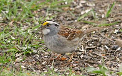 White Throated Sparrow