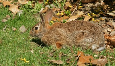 Bunny rabbit