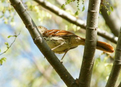  Brown Thrasher Partial View