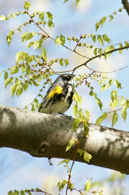 Yellow Rumped Warbler