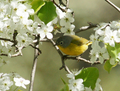 Nashville Warbler