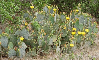 Cactus at Lady bird