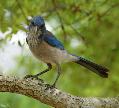 Western Scrub Jay at Hornsby Bend Nature refuge