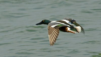 Northern shoveler in Flgiht