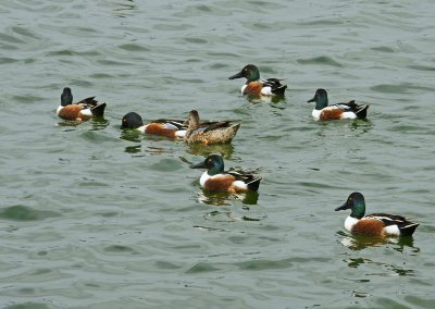 Group of shovelers- there were 100's in the refuge