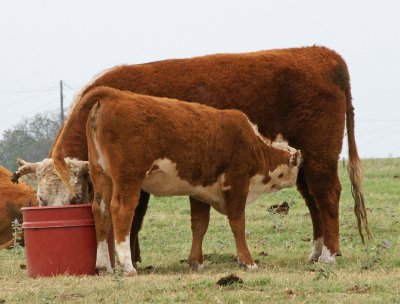 Mother and calf both feeding