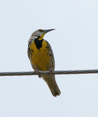 Meadowlark LBJ ranch