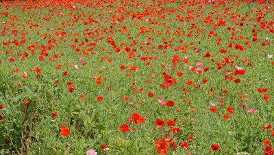 Flowers at wildseed farm (watered)