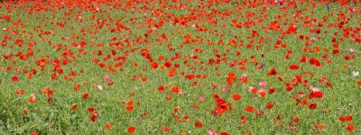 Flowers at wildseed