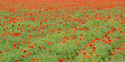 Flowers at wildseed