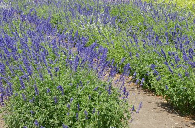 More flowers at wildseed