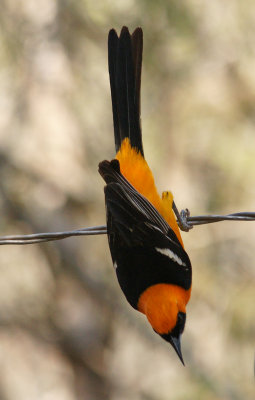 Hooded Oriole - Male