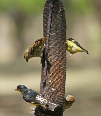 Lesser Goldfinches