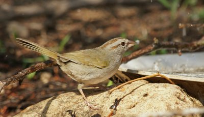 Olive Sparrow