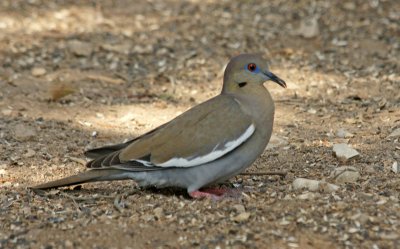 White-Winged Dove