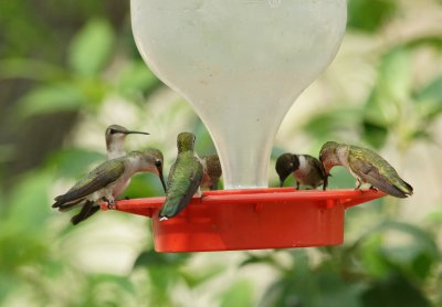 Hummingbirds