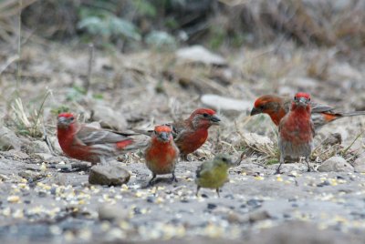 House Finches & one lesser goldfinch