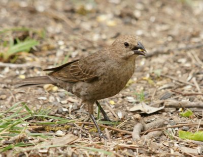 Female Cowbird