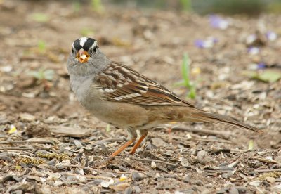 White Crowned Sparrow