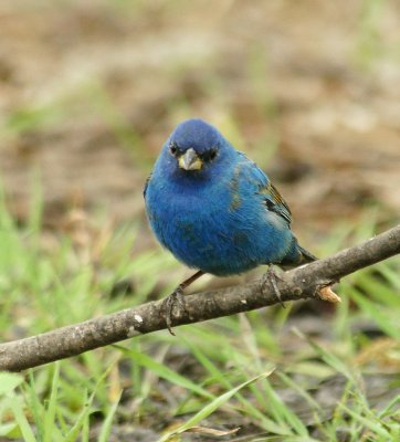 Indigo Bunting