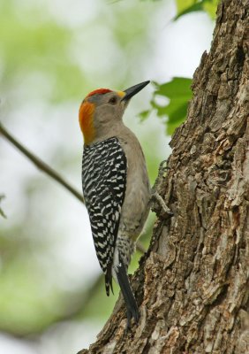 Golden Fronted Woodpecker