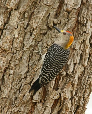 Golden Fronted Woodpecker