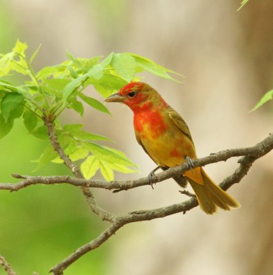 Summer Tanager- male