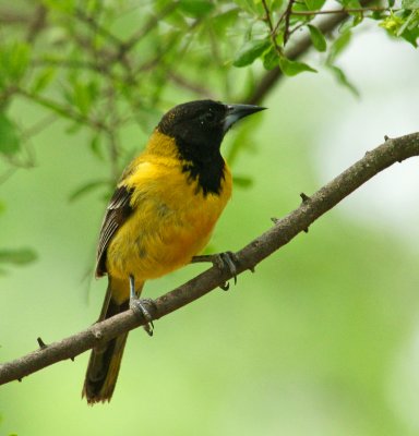 Audubon's Oriole