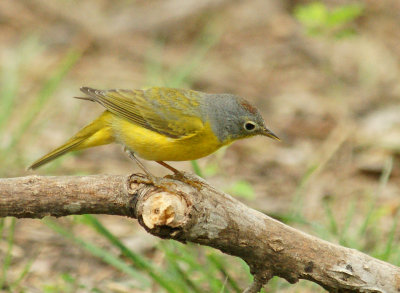 Nashville Warbler