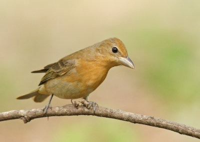 Summer Tanager - female