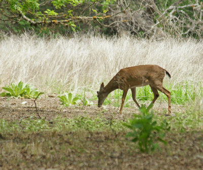 White Tailed Deer at Neals