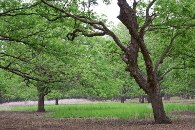 Greener area - some areas were quite dry and sparse