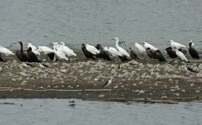 Various Birds on island at Mitchell lake - heavily cropped
