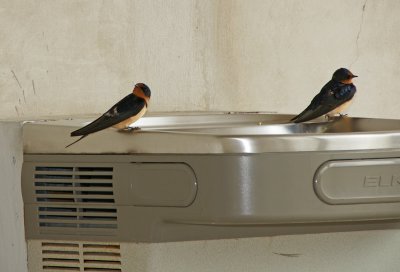 Swallows waiting for a drink