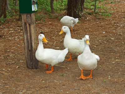 Domestic ducks waiting by the food machine
