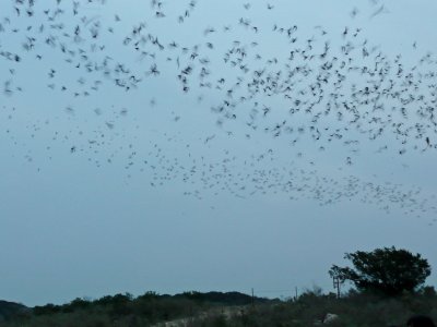 More Bats