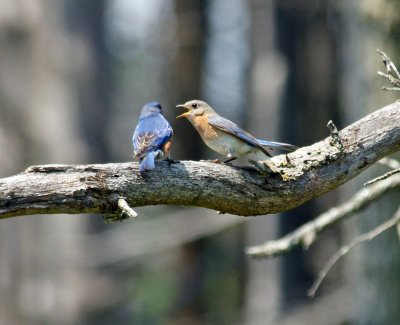 Bluebirds - waiting for food