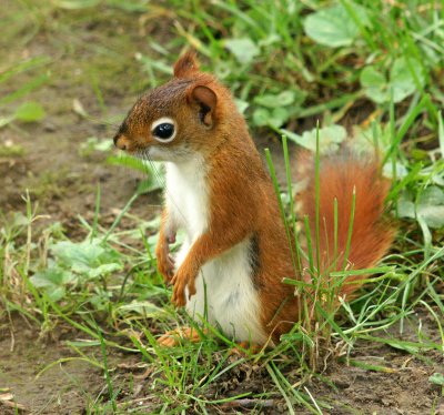 red squirrel in back yard 6/17/11