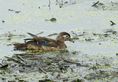 Female Wood duck 7/11