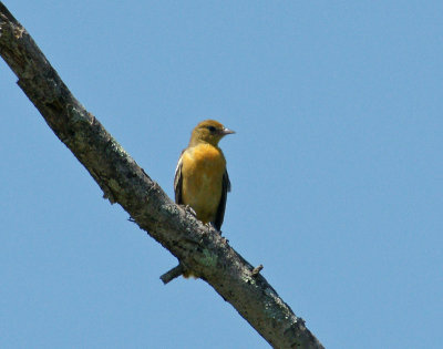 Female tanager - heavily cropped 7/24/11