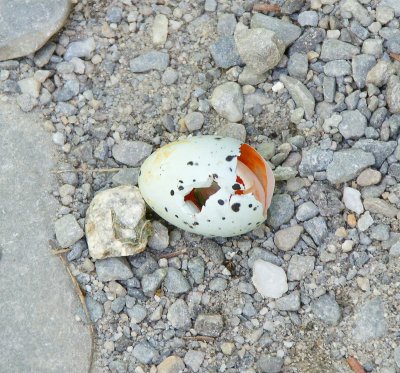 Broken egg next to the boardwalk