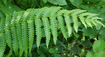 Fern