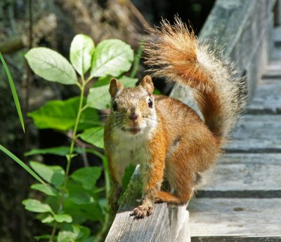 Red Squirrel in bright sun